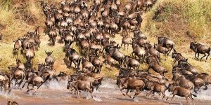 Wildbeest Migration at the Maasai Mara