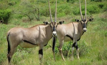 Samburu National reserve Package