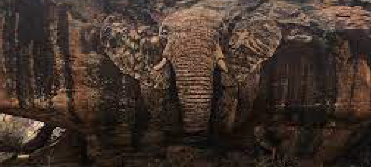 Reteti elephant conservancy mural | Top 10 places to visit in Samburu