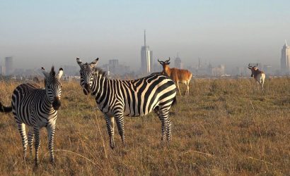 Nairobi park tour packages
