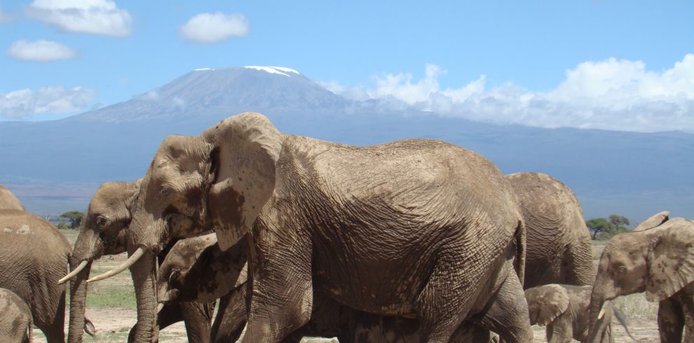 Affordable Amboseli package