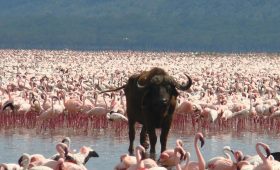 Lake Nakuru Flamingoes Attraction