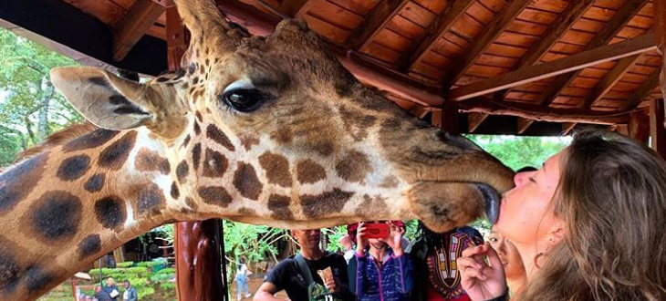 Giraffe manor kissing