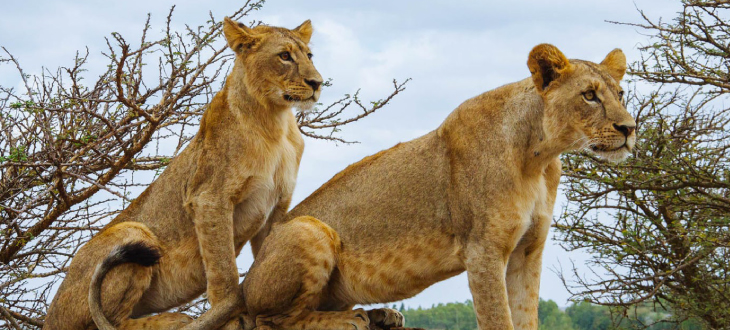 Nairobi park lions